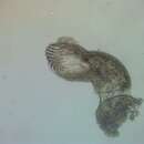 Image of Echinostomidae