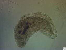 Image of Pronocephaloidea