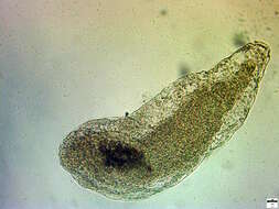 Image of Notocotylidae