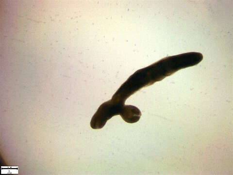 Image of Allocreadioidea
