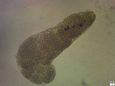 Image of flatworms