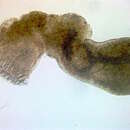 Image of Cryptogonimidae