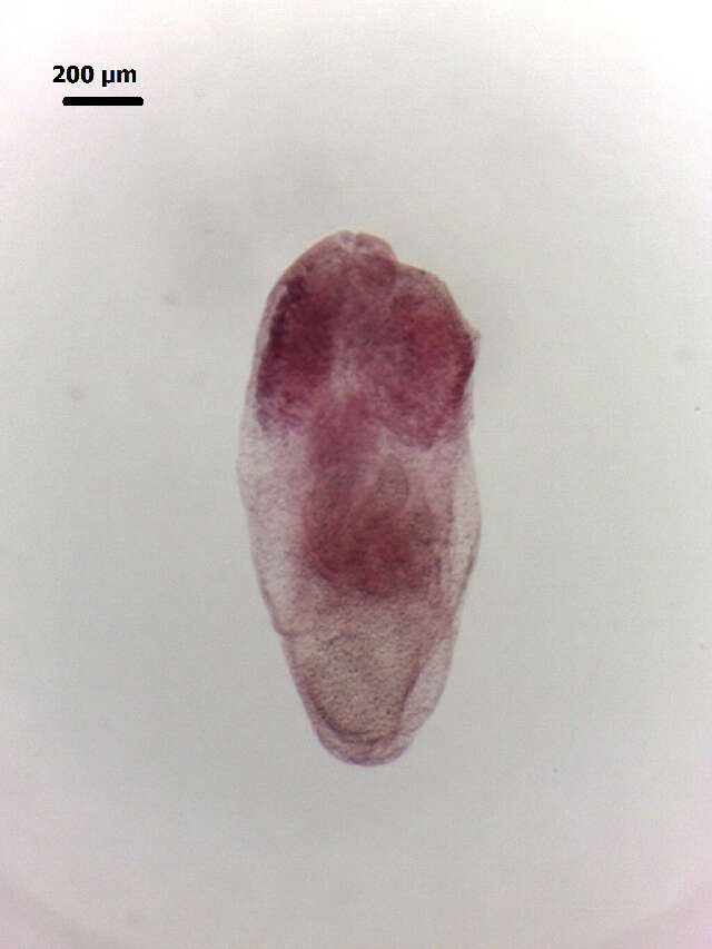Image of Apharyngostrigea pipientis