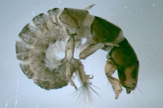 Image of Hydropsyche (Hydropsyche) incognita Pitsch 1993