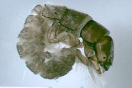 Image of Hydropsyche (Hydropsyche) incognita Pitsch 1993