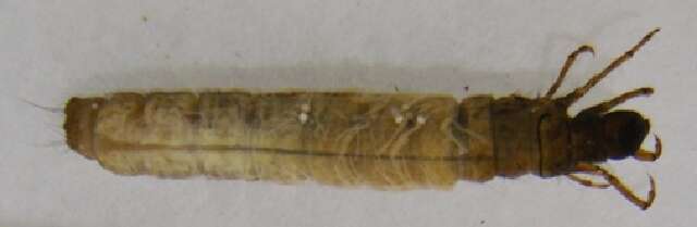 Image of Asynarchus contumax McLachlan 1880