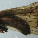 Image of Lenarchus (Prolenarchus) bicornis (McLachlan 1880)