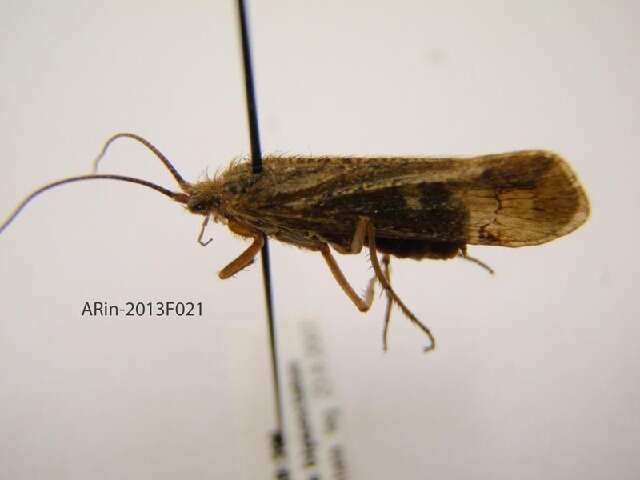 Limnephilus griseus (Linnaeus 1758) resmi