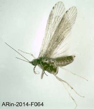 صورة <i>Hydropsyche contubernalis borealis</i>