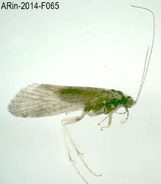 صورة <i>Hydropsyche contubernalis borealis</i>