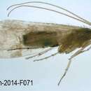 Image of Limnephilus quadratus Martynov 1914