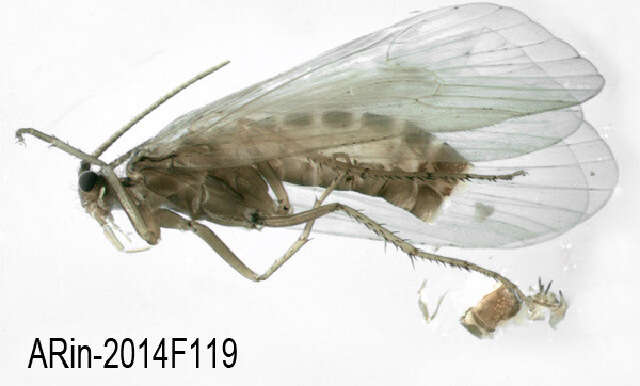 Image of Potamophylax nigricornis (Pictet 1834)