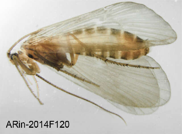 Image of Potamophylax nigricornis (Pictet 1834)