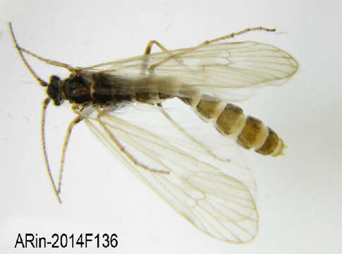 Limnephilus dispar McLachlan 1875 resmi