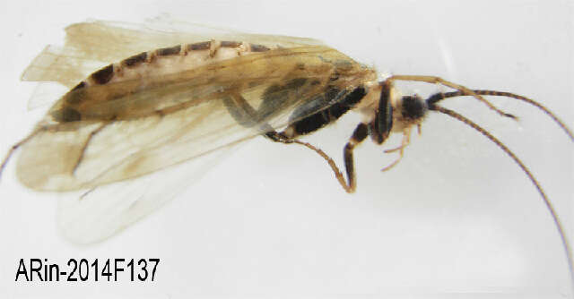 Limnephilus picturatus McLachlan 1875 resmi