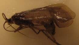 Image of Potamophylax latipennis (Curtis 1834)