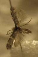 Image of Hydroptila angulata Mosely 1922