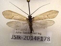 Image of <i>Ecclisopteryx dalecarlica</i>