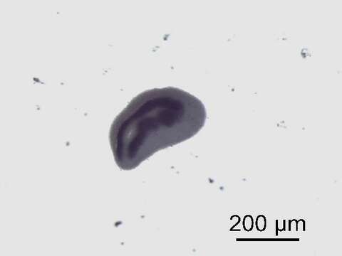 Image of Diplostomum baeri Dubois 1937