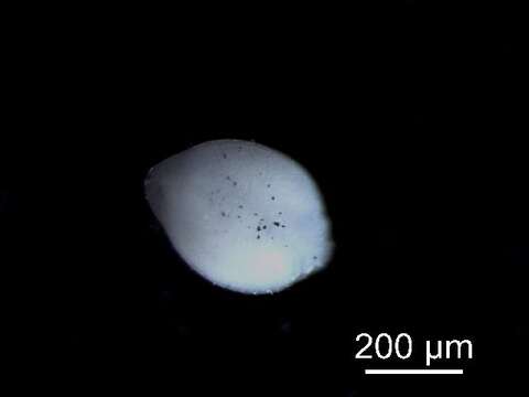 Image of <i>Diplostomum lineage</i>