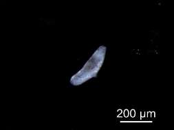 <i>Diplostomum lineage</i> resmi