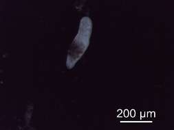 Image of <i>Diplostomum lineage</i>