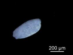 Diplostomum baeri Dubois 1937 resmi