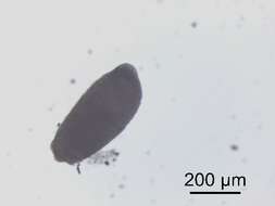 Diplostomum baeri Dubois 1937 resmi