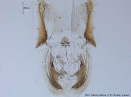 Image of Chironomus cf. tenuistylus