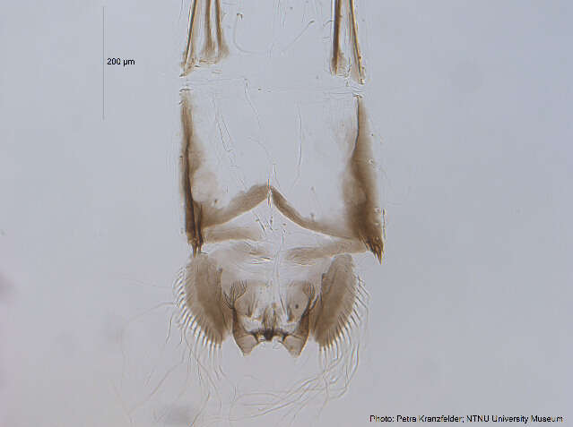 Image of Micropsectra