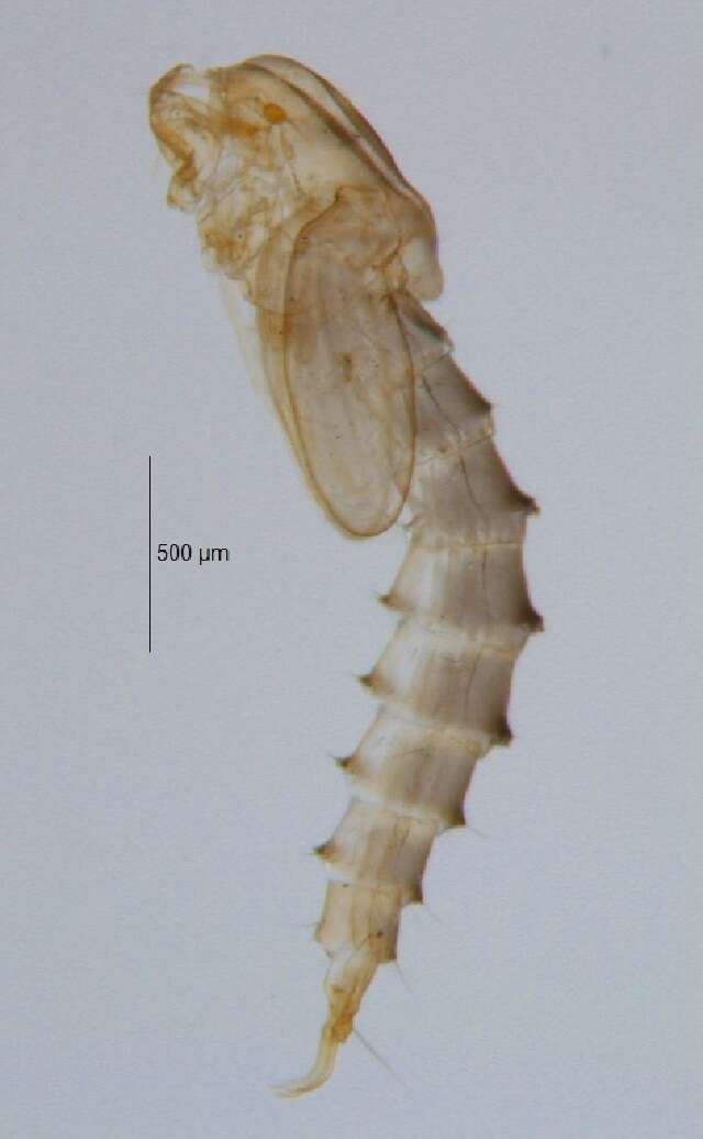 Image of Tvetenia calvescens (Edwards 1929)