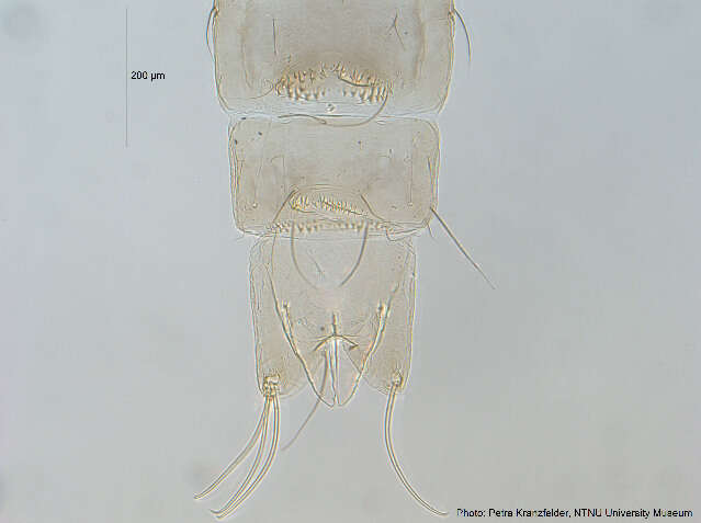 Image of Tvetenia calvescens (Edwards 1929)