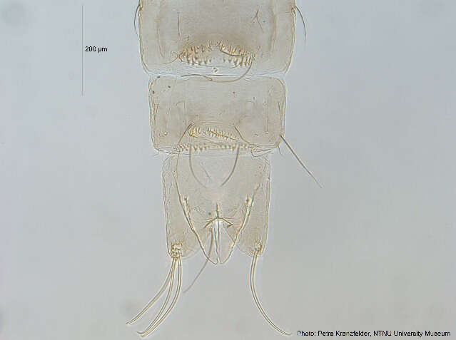 Imagem de Tvetenia calvescens (Edwards 1929)