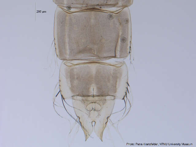 Image of Conchapelopia pallidula (Meigen 1818)