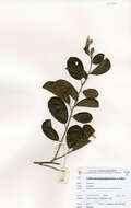 Imagem de Combretum adenogonium Steud. ex A. Rich.