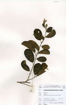 Combretum adenogonium Steud. ex A. Rich.的圖片