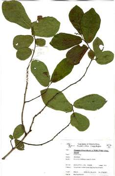 Image of Friesodielsia