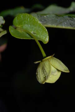 Image of Friesodielsia