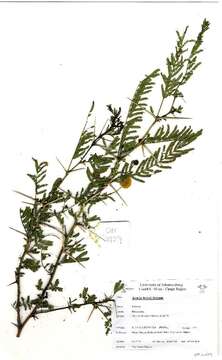 Image of Vachellia torrei (Brenan) Kyal. & Boatwr.