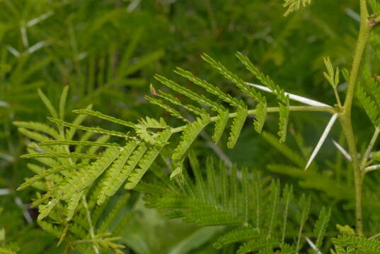 Image of Vachellia torrei (Brenan) Kyal. & Boatwr.