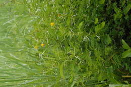 Слика од Vachellia torrei (Brenan) Kyal. & Boatwr.