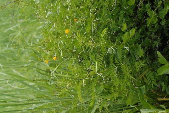 Image of Vachellia torrei (Brenan) Kyal. & Boatwr.