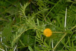 Image of Vachellia torrei (Brenan) Kyal. & Boatwr.