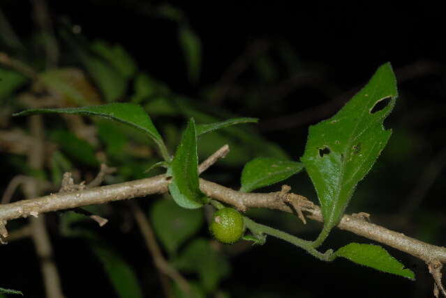 Erythrococca menyharthii (Pax) Prain resmi