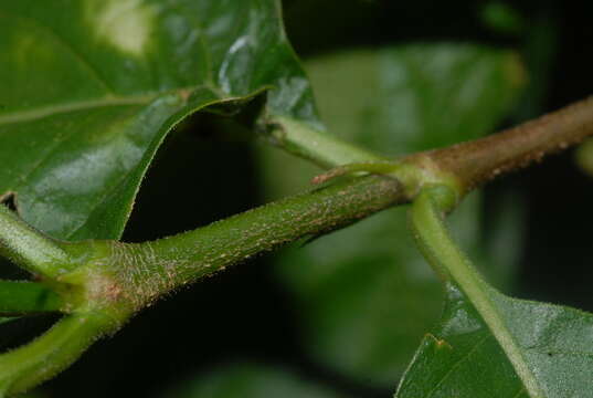 Image of Chirinda wild medlar