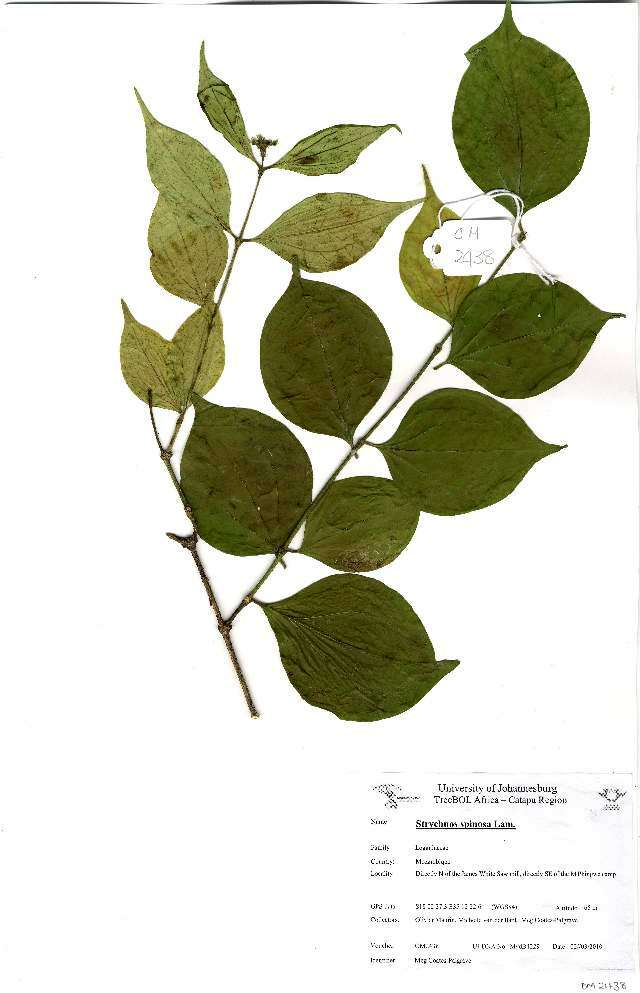 Image of Strychnos spinosa Lam.