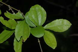 Plancia ëd Strychnos madagascariensis Poir.