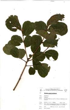 Image of Phyllanthaceae