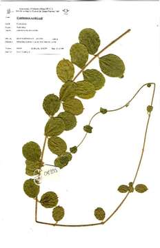 Image of Combretum wattii Exell