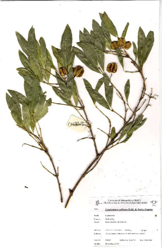 Image of Combretum caffrum (Eckl. & Zeyh.) Kuntze
